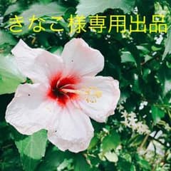 きなこ様専用出品のサムネイル