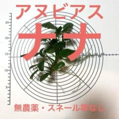 アヌビアスナナ 【無農薬・スネール等無し】 2026.9.21撮影のサムネイル