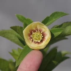 7661 小輪ddイエローフラッシュカップ咲　クリスマスローズ開花　加藤農園のサムネイル