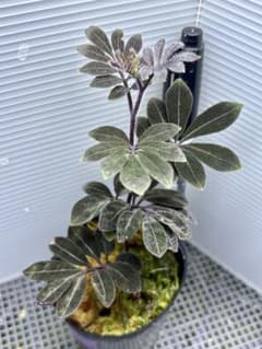 万年青 おもと 獅子 縞斑 5号陶器鉢つき 子株7株つき❗ ふ | Shop at