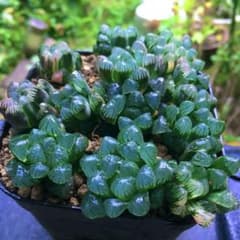 【激安】オブツーサ錦　子株　超豪華　12株　セット　黄斑白斑　ハオルチア 斑入り 激安】オブツーサ錦 子株 超豪華 12株 セット 黄斑白斑 ハオルチア