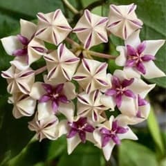 0770 Hoya patricia ホヤ　パトリシア m26754024422_1.jpg?1716273252