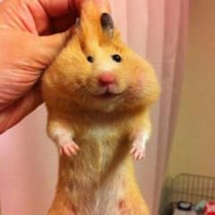 SHIHOHO様専用♪のサムネイル