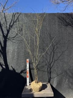 山採り ヤマモミジ 株立ち 美幹 自然樹形 【品番3527】 - メルカリ