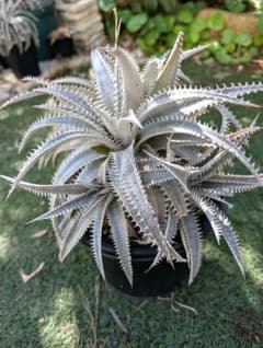 Dyckia Heven and Hell ✕（Toothy ✕ R.Kaz)のサムネイル