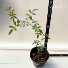 つるバラ　挿木苗　つるみさきのサムネイル