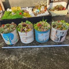 多肉植物　寄せ植え　そのまま飾れる　大きめ4コセットのサムネイル