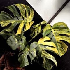 斑入りモンステラボルシギアナオーレア黄斑4号鉢植え70cm発根済み安心