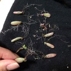 多肉植物 虹の玉のサムネイル