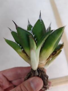 笹乃雪✕ハデス 子株 ハイブリッドアガベ 土田制所 セレクト株 - メルカリ