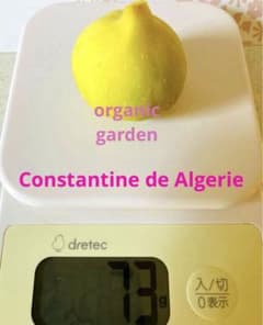 イチジク穂木　希少イチジク　Constantine de Algerieのサムネイル