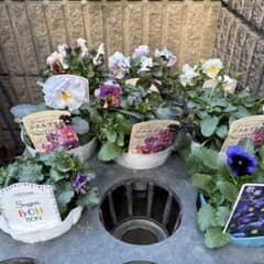 パンジー・ビオラ ミックス 8ポット - メルカリ