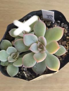 多肉植物　宵桜　優木園さん　命名株2つのサムネイル
