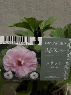 ラナンキュラスラックス メリッサ ラベル付き タグ 正規品 - メルカリ