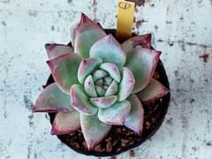 多肉植物　ブラックサバス①のサムネイル