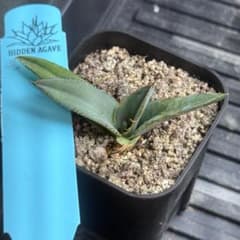 ビクトリアレジーナ × グアダラハラナ ハイブリッド hidden agave