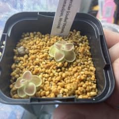 Pinguicula ehlersiae食虫植物 観葉植物のサムネイル