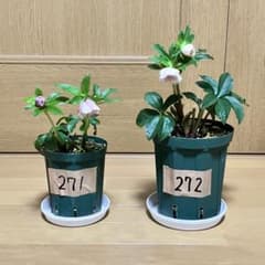 クリスマスローズ 開花株 苗 株 ☆ダブル 2苗セット ☆来シーズン用