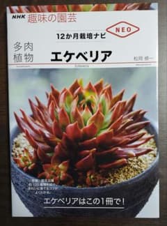 多肉植物 エケべリアのサムネイル