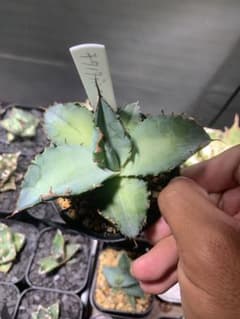 実生チタノタブルーになります。のサムネイル