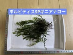 ボルビティスSPギニアナローのサムネイル
