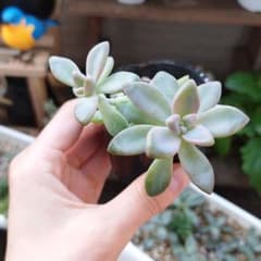 多肉植物 桜牡丹 抜き苗のサムネイル