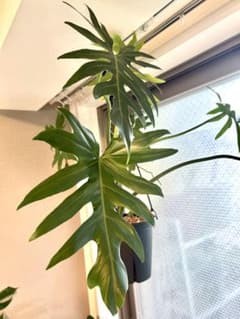 【引取特価】【ハンギング】【迫力満点】破格！フィロデンドロンマヨイタヒチ6号鉢 引取特価】【ハンギング】【迫力満点】【セール】フィロデンドロン