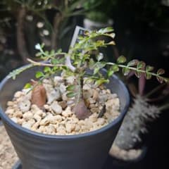 ☆早い者勝ち☆オペルクリカリア パキプス　パワータンク10本セットA オペルクリカリア パキプス パワータンク 発根済み1株＋発根なし1株