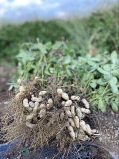 長崎県産　生落花生のサムネイル
