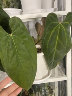 Anthurium AOSxPapiのサムネイル