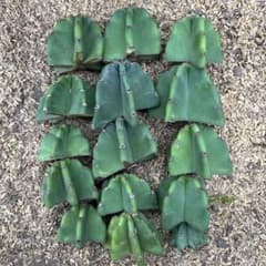 15本セット価格 柱サボテン ドライガーデン ロストラータ サボテン