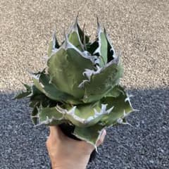【鉢ごと】アガベ　チタノタ　甲部白鯨　子株つきのサムネイル