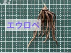 【希少】ラナンキュラス　ラックス　エウロペのサムネイル