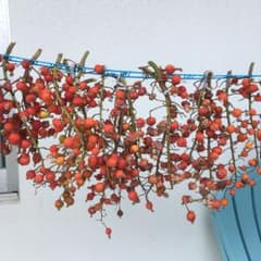 ドライフラワー 月桃の実のサムネイル