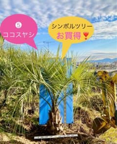 最終値下げ オリーブ特大株 シンボルツリーに 引き取り限定 | Buyee