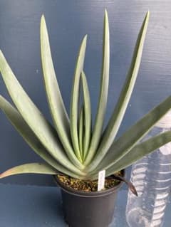 実生苗 アロエ クマラ プリカティリス中 コーデックス 多肉植物