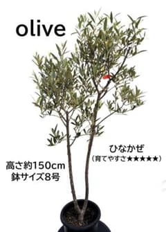 オリーブの木　ひなかぜ　8号　約150cm　K-213　現品掲載 オリーブの木 ひなかぜ 8号 約150cm K-213 現品掲載 - メルカリ