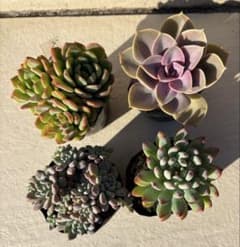 エケベリア 多肉植物 4鉢セットのサムネイル