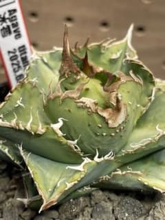 く*様 アガベ　チタノタ　冰雹　鉢のままメルカリ便発送のサムネイル