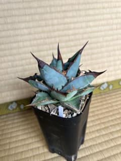 アガベ　チタノタブルー　実生株④のサムネイル