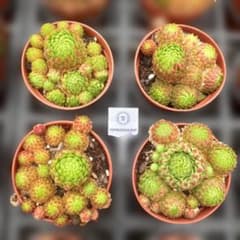 Top【選抜株】多肉植物 22763ブレランド 20個 鉢無し/脱土 - メルカリ