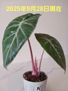 【W】アロカシア　ピンクドラゴン　観葉植物　花森家　ねこチップ　鉢のまま郵送のサムネイル