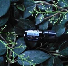❗️誤開封 未使用 最安】ドテラ ジュニパーベリー 5ml 期限27年2月