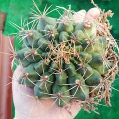 でっかいー 翠晃冠 ギムノカリキウムのサムネイル