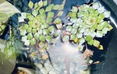 ルドウィジア セドイデス ( コビトヒメビシ )  ウォーターダイア　水草　浮草のサムネイル