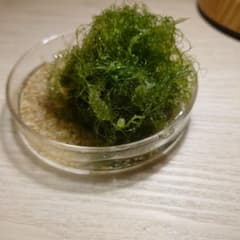 ホソジュズモのサムネイル