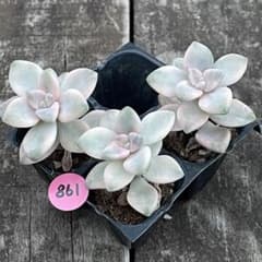 SALE❗️861多肉植物 エケベリア ティテュバンス錦 抜き苗 3苗セット