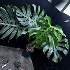 モンステラデリシオーサマクロコズム超希少系統鉢植え80㎝ - メルカリ