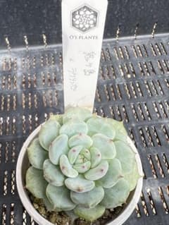 オーズさん苗 鬼ヶ島×ラウリンゼ - メルカリ