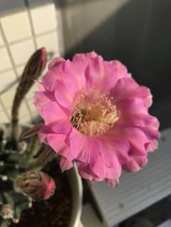 サボテン（子株付き）ピンク色の花が咲くのサムネイル
